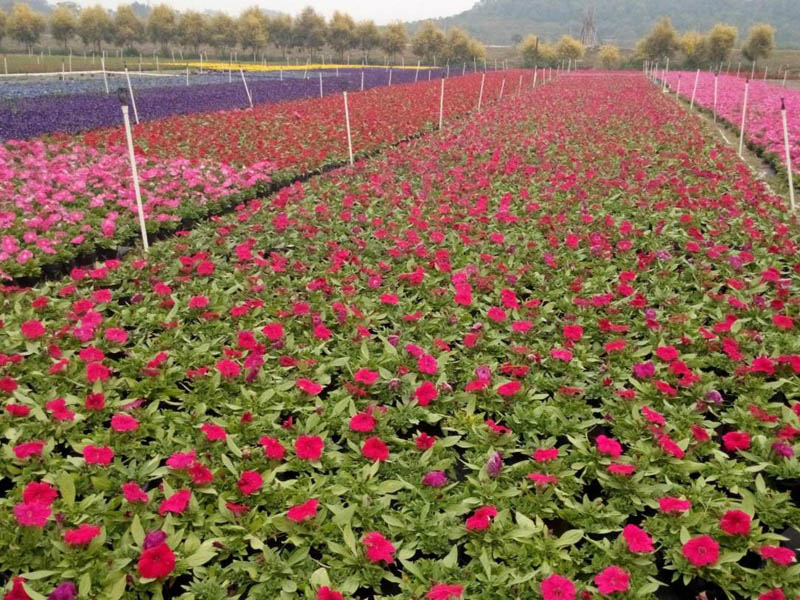 草花苗木基地　山東青州草花批發價格低